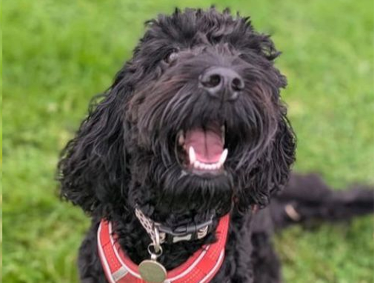 A picture of Sylvie the dog. She is a small black cockapoo, who is also smiling for the camera. She is a good dog. Woof woof.